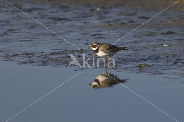 Bontbekplevier (Charadrius hiaticula)