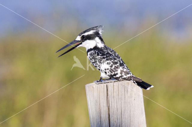 Bonte IJsvogel (Ceryle rudis)