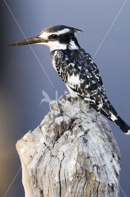 Bonte IJsvogel (Ceryle rudis)