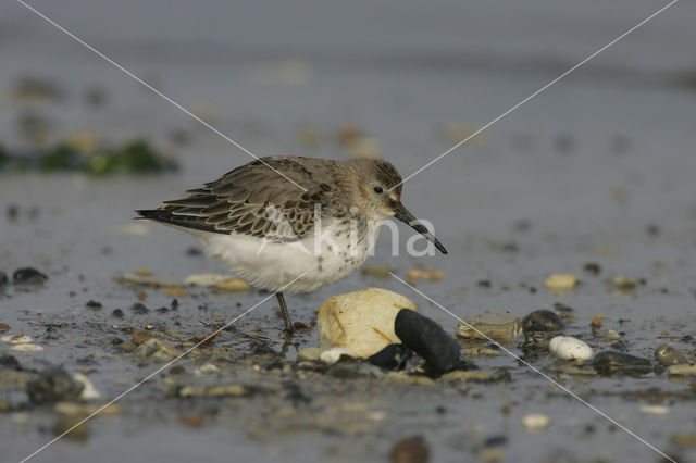 Dunlin (Calidris alpina)