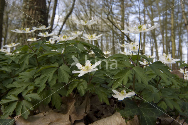 Bosanemoon (Anemone nemorosa)