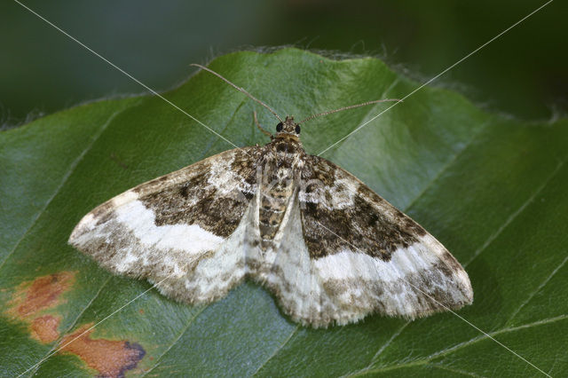 Bosbandspanner (Epirrhoe rivata)