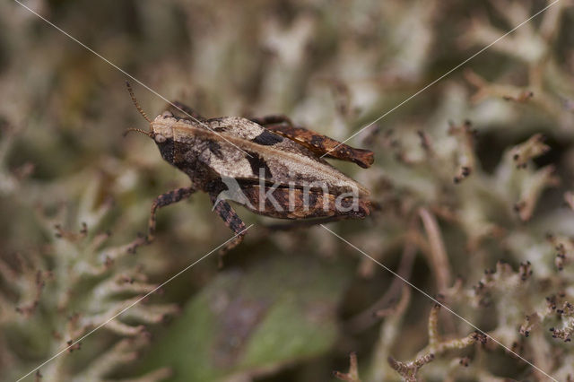 Two-spotted groundhopper (Tetrix bipunctata)