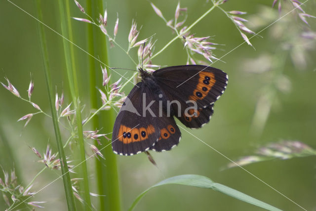 Boserebia (Erebia ligea)