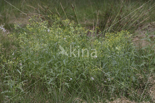 Wood Groundsel