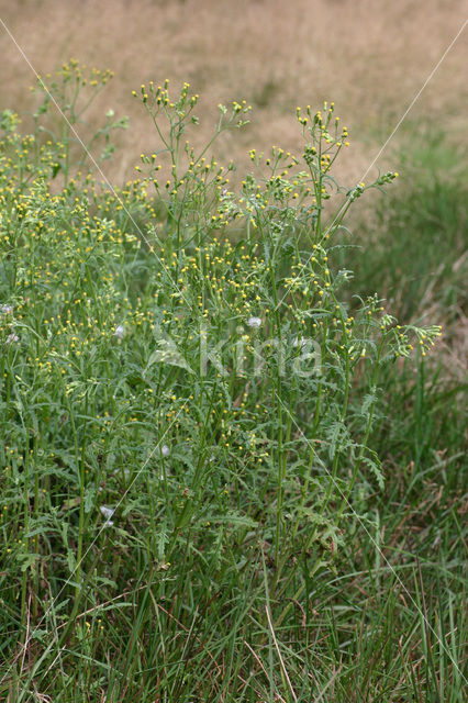 Boskruiskruid (Senecio sylvaticus)