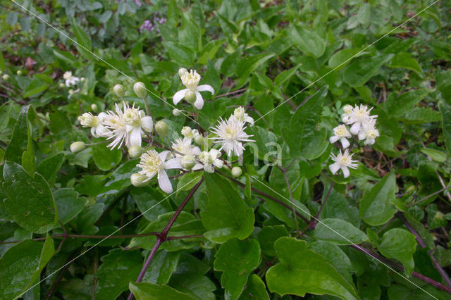 Bosrank (Clematis vitalba)