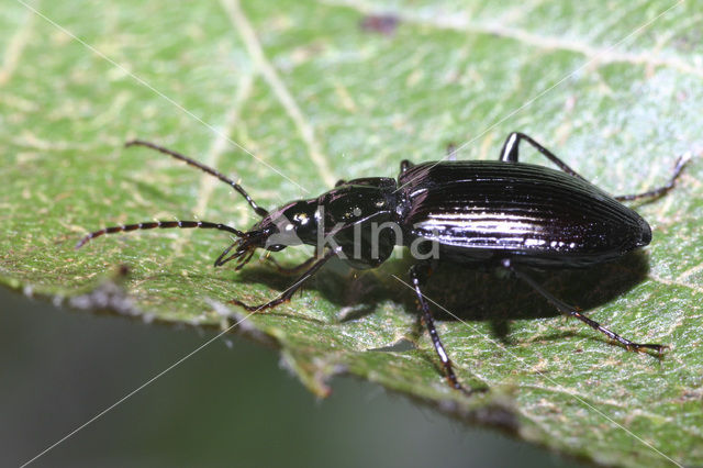 Limodromus assimilis