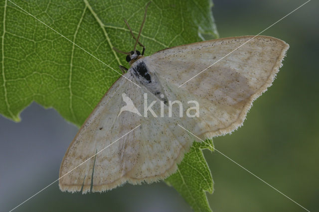 Lesser Cream Wave (Scopula immutata)