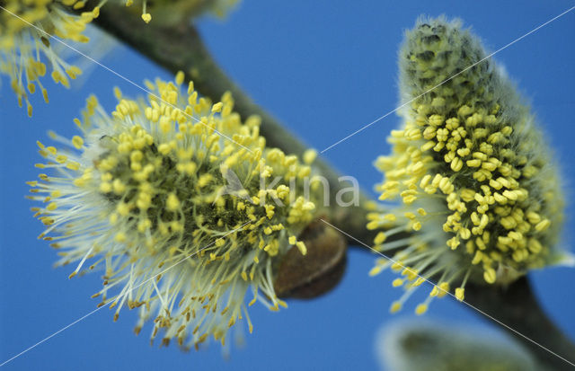 Boswilg (Salix caprea)