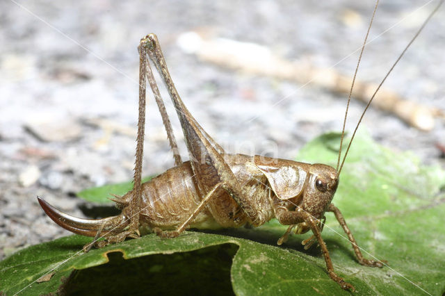 Bramensprinkhaan (Pholidoptera griseoaptera)