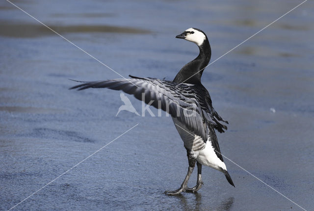 Brandgans (Branta leucopsis)