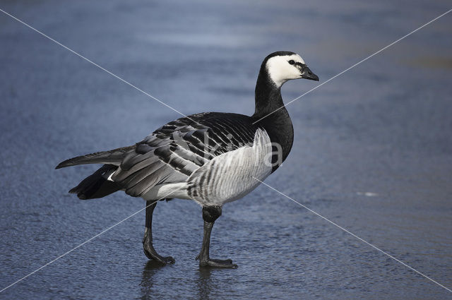 Barnacle Goose (Branta leucopsis)