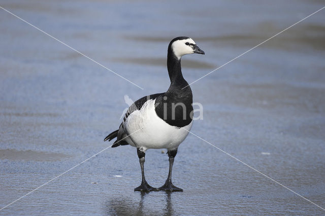 Barnacle Goose (Branta leucopsis)