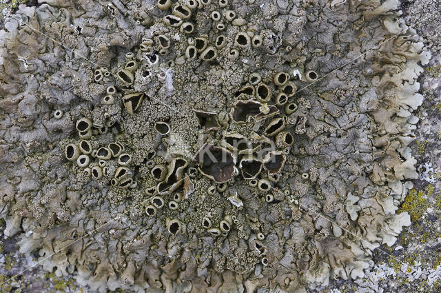 Bruin hunebedschildmos (Parmelia loxodes)