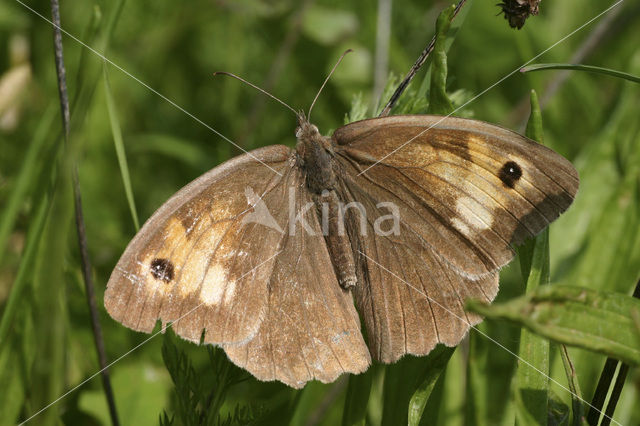 Meadow Brown (Maniola jurtina)