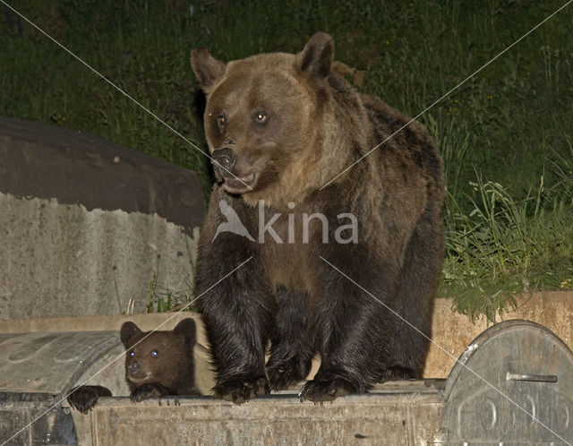 Bruine beer (Ursus arctos)