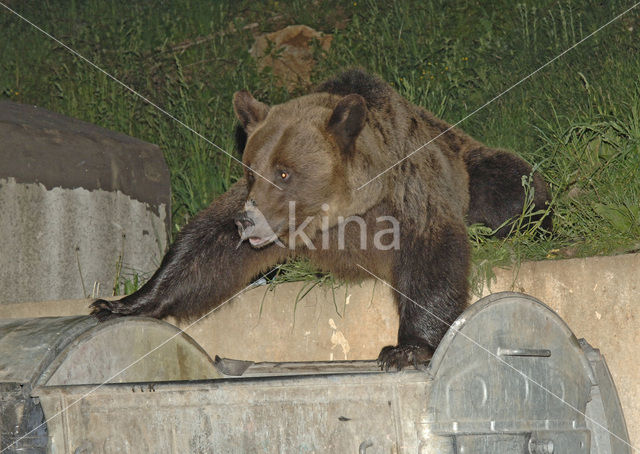 Bruine beer (Ursus arctos)