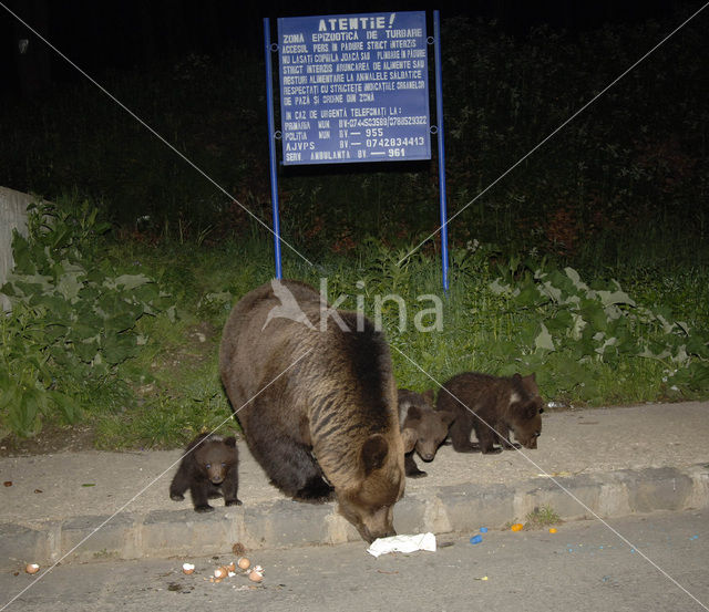 Bruine beer (Ursus arctos)