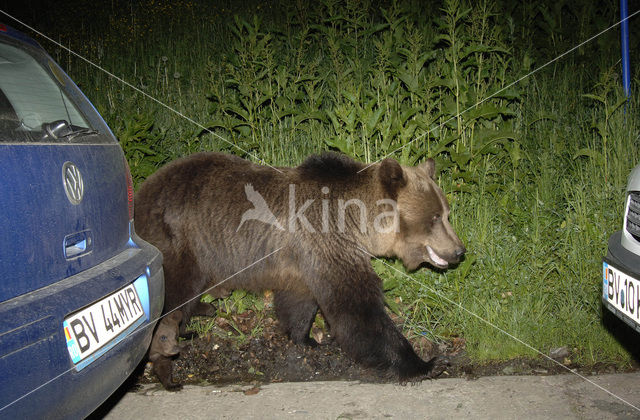 Bruine beer (Ursus arctos)