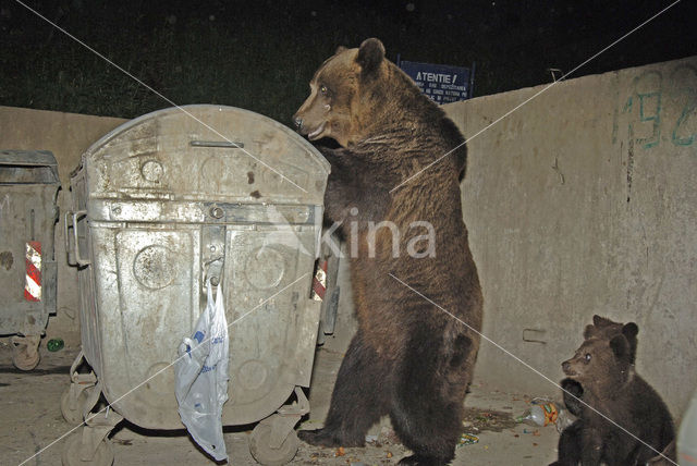 Bruine beer (Ursus arctos)