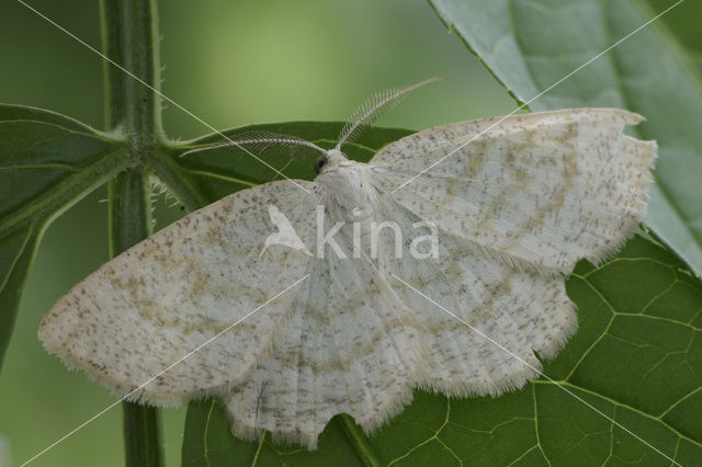 Common Wave (Cabera exanthemata)