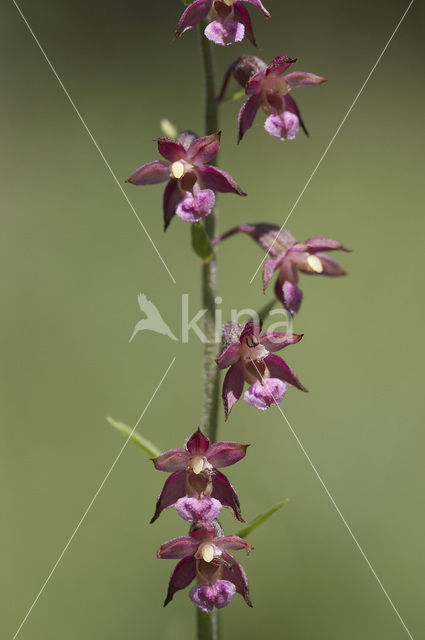 Dark-red Helleborine (Epipactis atrorubens)