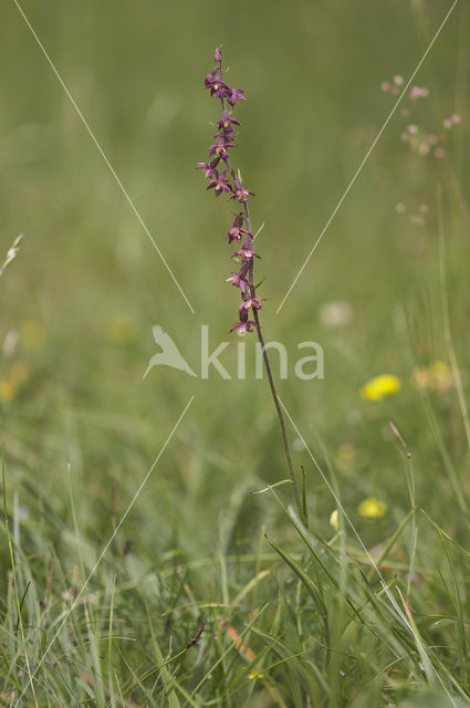 Bruinrode wespenorchis