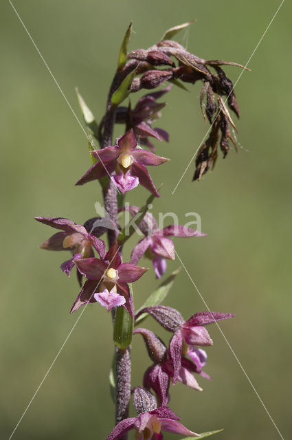 Bruinrode wespenorchis