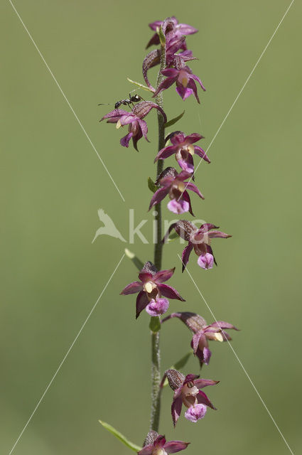 Bruinrode wespenorchis