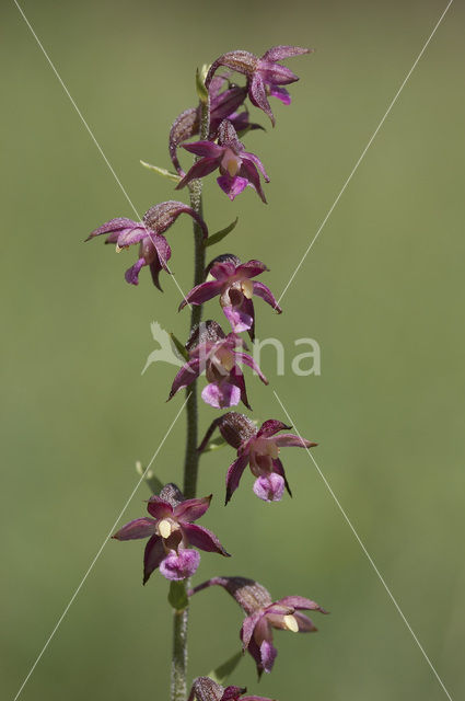Bruinrode wespenorchis