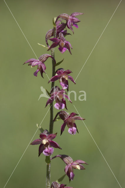 Bruinrode wespenorchis