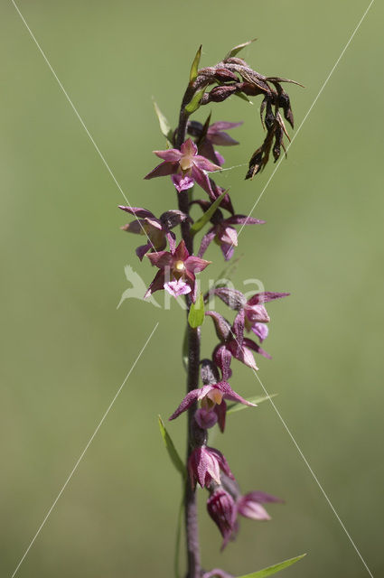 Dark-red Helleborine (Epipactis atrorubens)