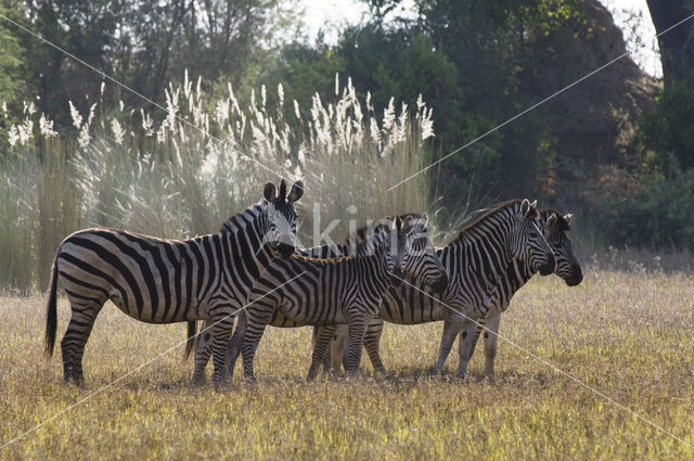 Burchell's zebra (Equus burchellii)