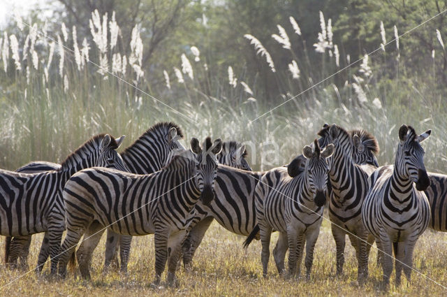 Burchell's zebra (Equus burchellii)