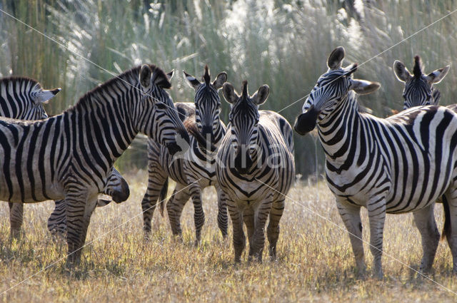 Burchell's zebra (Equus burchellii)