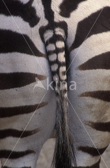 Burchell's zebra (Equus burchellii)