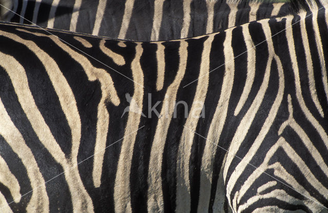 Burchell's zebra (Equus burchellii)