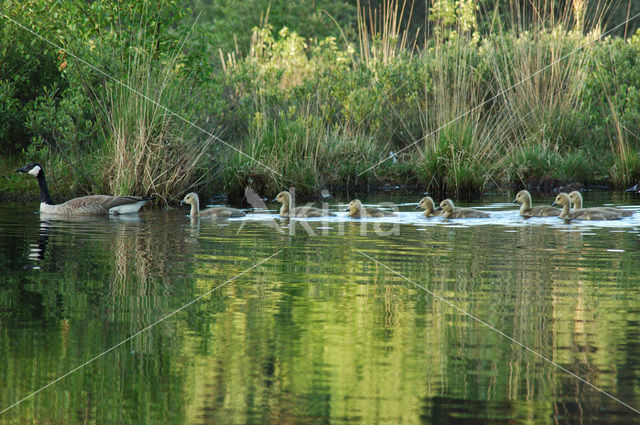 Canada Goose (Branta canadensis)