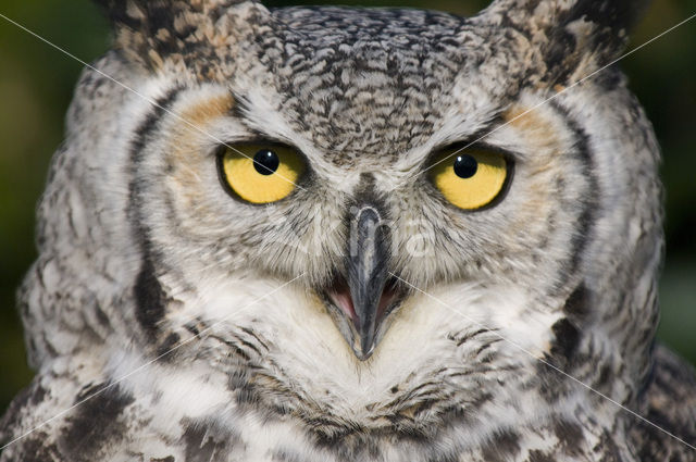 Montana great horned owl (Bubo virginianus occidentalis)
