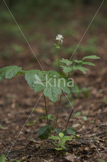 Christoffelkruid (Actaea spicata)