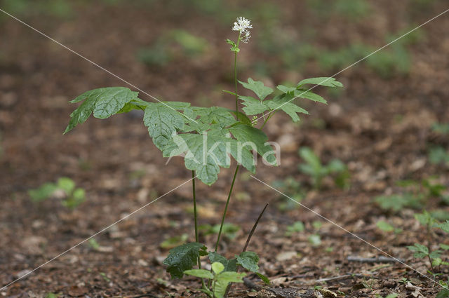 Baneberry / Herb Christopher (Actaea spicata)