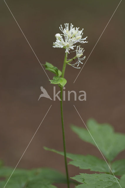 Christoffelkruid (Actaea spicata)