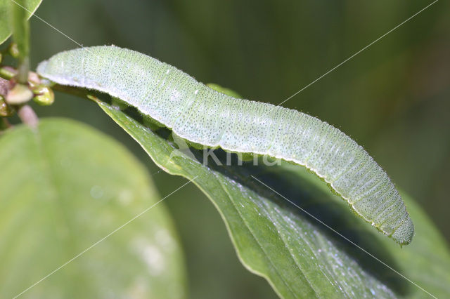 Citroenvlinder (Gonepteryx rhamni)