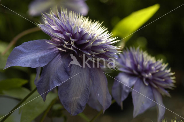 Clematis Multi Blue