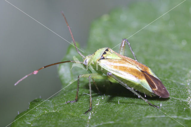 Closterotomus norwegicus