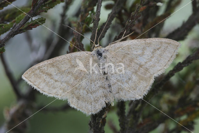 Crème stipspanner (Scopula ternata)