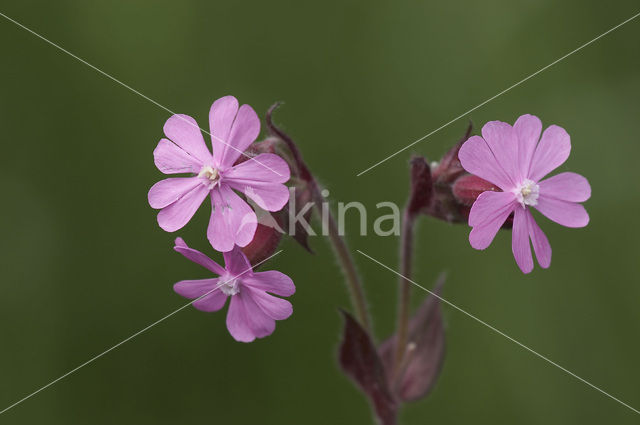 Red Campion (Silene dioica)