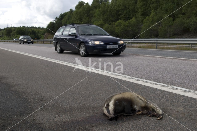 Badger (Meles meles)