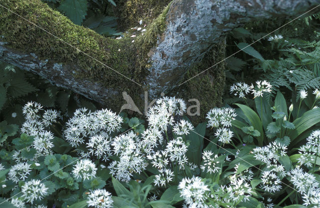 Ramsons (Allium ursinum)